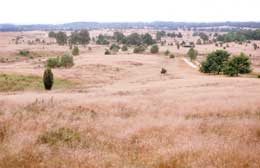 Blick vom Wilseder Berg